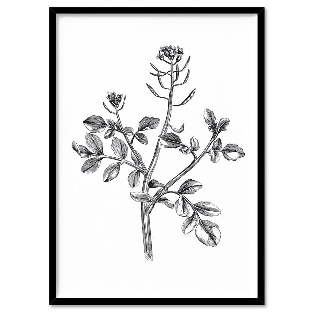Botanical Floral Illustration I - Art Print, Poster, Stretched Canvas, or Framed Wall Art Print, shown in a black frame