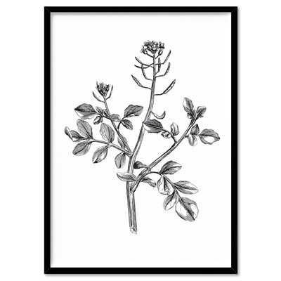 Botanical Floral Illustration I - Art Print, Poster, Stretched Canvas, or Framed Wall Art Print, shown in a black frame