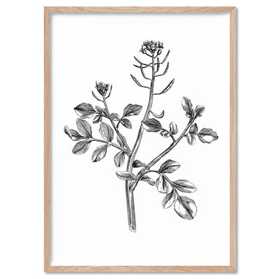 Botanical Floral Illustration I - Art Print, Poster, Stretched Canvas, or Framed Wall Art Print, shown in a natural timber frame