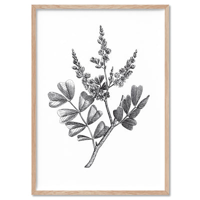 Botanical Floral Illustration III - Art Print, Poster, Stretched Canvas, or Framed Wall Art Print, shown in a natural timber frame
