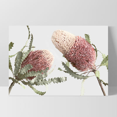 Blushing Banksia Duo Landscape - Art Print, Poster, Stretched Canvas, or Framed Wall Art Print, shown as a stretched canvas or poster without a frame