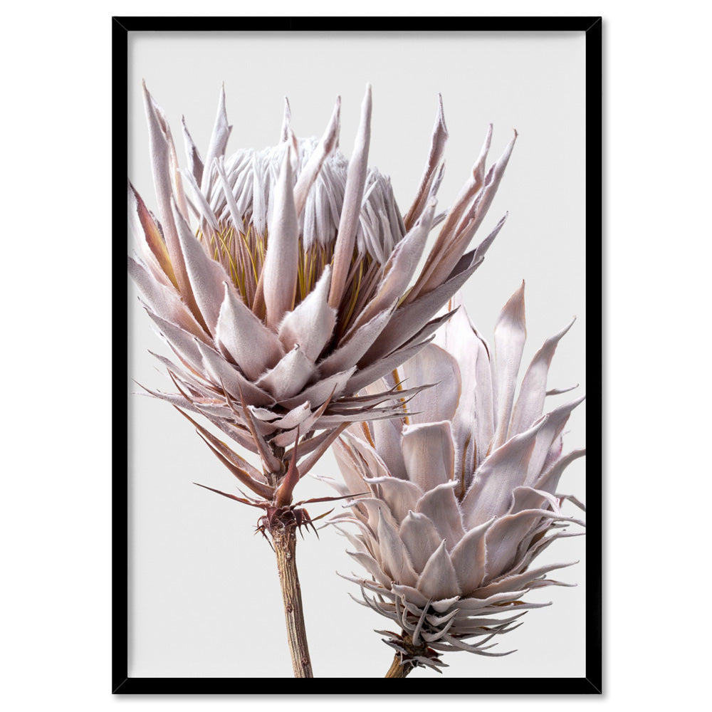 King Protea Duo in Blush - Art Print, Poster, Stretched Canvas, or Framed Wall Art Print, shown in a black frame