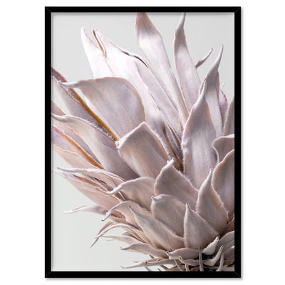 King Protea Close up in Blush - Art Print, Poster, Stretched Canvas, or Framed Wall Art Print, shown in a black frame