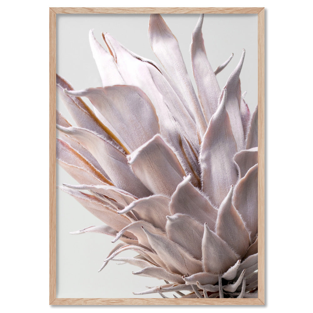 King Protea Close up in Blush - Art Print, Poster, Stretched Canvas, or Framed Wall Art Print, shown in a natural timber frame