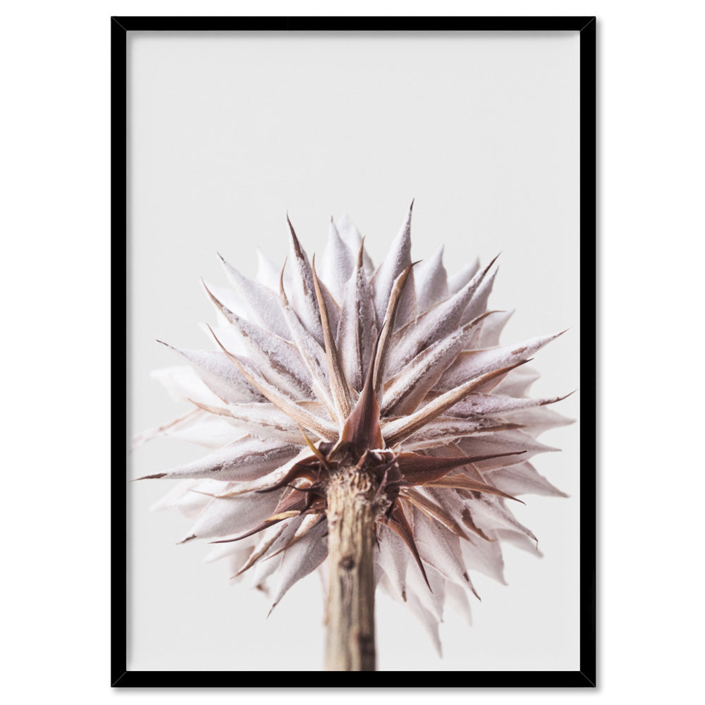 King Protea From Behind in Blush - Art Print, Poster, Stretched Canvas, or Framed Wall Art Print, shown in a black frame