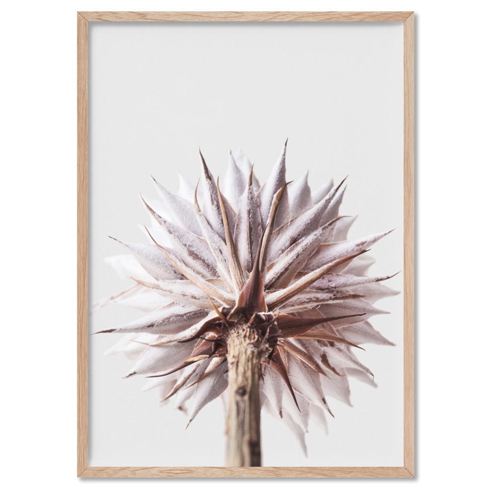 King Protea From Behind in Blush - Art Print, Poster, Stretched Canvas, or Framed Wall Art Print, shown in a natural timber frame