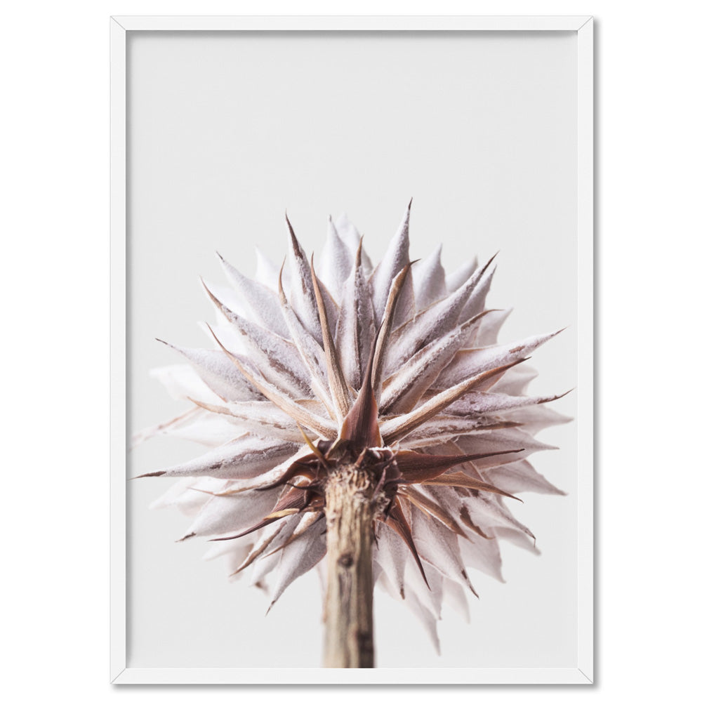 King Protea From Behind in Blush - Art Print, Poster, Stretched Canvas, or Framed Wall Art Print, shown in a white frame