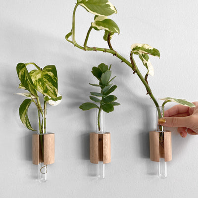 Wood Test Tube Plant Hangers - Set of 3 shown on wall