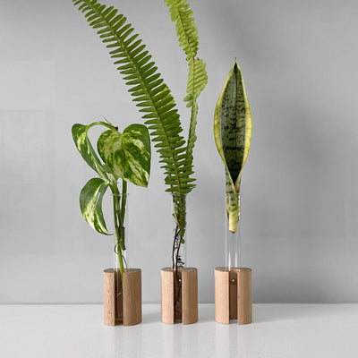 Wood Test Tube Plant Hangers - Set of 3 shown sitting on the kitchen counter